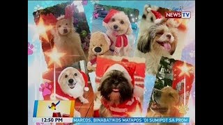 BT: Mga cute na aso ngayong Pasko