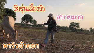 เอาวัวเข้าคอก กับวิถีชีวิตที่เรียบง่าย