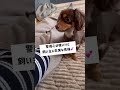 チワックスってこんな子です🐶 チワックスえびす チワックス ミックス犬 犬