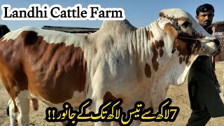 Landhi Cattle Farm Kay Janwar | 7 Lac To 30 Lac Tak Kay Janwar | Canva Studio