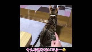 【メル日記】食べ物の恨みは怖い#トイガー #shorts