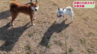 多摩川の白柴ゆきのお散歩　河川敷お散歩　赤柴犬のタロウちゃんに会いました