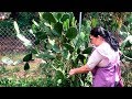 Bistec Steak (Beefsteak) with Nopales - De Mi Rancho A Tu Cocina (From My Ranch To Your Kitchen)