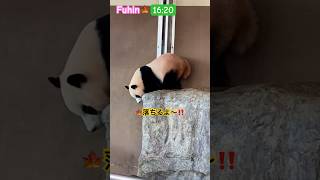 パンダ楓浜🍁落ちるよ⁉️落ちるよアピール😂#shorts #楓浜 #panda