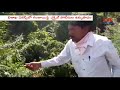 vizag excise officers special drive in vizag agency area destroys ganja crop l cvr news