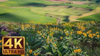 Yellow Spring Flowers at Steptoe Butte State Park - 4K Spring Relax Video - 7 Hours Video