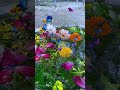 yellow marigold flower many butterflies video part 1 viralvideo flower shorts videography