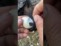 help open baby chicken from egg new egg hatching youtube