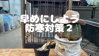 『防寒対策２』ショートムービー　寒さに弱いサボテン竜神木