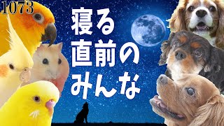 就寝前の犬とインコとハムスター「おやすみ」のルーティン｜多頭飼いの夜 可愛い動画1073