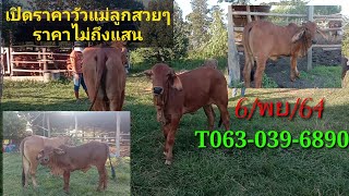 เปิดราคาวัวแม่ลูกราคาเริ่มต้นไม่ถึงแสน!!T063-039-6890