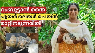 എയർ ലെയർ ചെയ്തുണ്ടാക്കിയ ചെടി നടുന്ന വിധം | Air layered plant potting | Malayalam