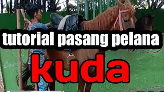 cara pasang pelana kuda #tutorial #pasangpelanakuda #berkuda #latihanberkuda