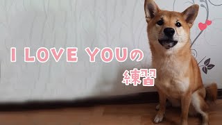 「I LOVE YOU」の練習をする柴犬さん｜PECO