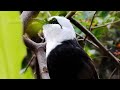 meet the sumatran laughingthrush endangered birds that must be protected 2nd episode