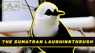 Meet The Sumatran Laughingthrush, Endangered Birds that must be Protected - 2nd Episode