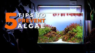 How to PREVENT Aquarium Algae | 5 Tips