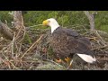 AEF NEFL Eagle Cam 10-7-18: First Fish of the Season