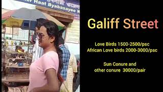 Galiff Street - India's biggest Birds Live Fish and Dog Market (Kolkata)#birdsmarket  #galiffstreet