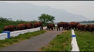 பவானிசாகர் அணை மேற்பகுதி கூட்டம் கூட்டமாக படையெடுக்கும் யானைகள்.