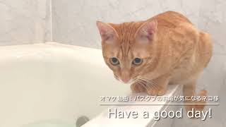 茶トラ猫 チャチャ丸の日常「我が家の可愛いストーカー！」- Cute Chachamaru always follow me! -