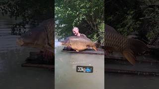 ৩৩ কেজি ওজনের ঢেপা মাছ#shortvideo #blog #fish