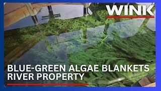 Fort Myers homeowner alarmed as blue-green algae blankets river property