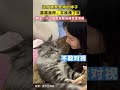 你這個小貓咪怎麼敢和母老虎發脾氣啊 cat 动物 搞笑 有趣的动物 pets 小动物 animals 動物世界 cute cat 抖音