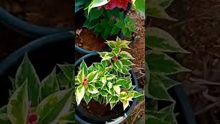 Bougainvillea varieties