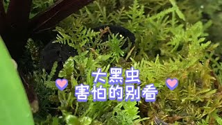 一只大黑虫在我的苔藓植物上做窝，不仅啃了我的石斛还在玉露身上拉粑粑，我给请出来了，好大一条啊！