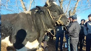 Бизнеси нав Букаи Ката дар Молбозори Хулбук Нарху навои имруза 11,2022 г. أكبر بقرة وأكثرها ربحية