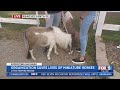 Local Animal Rescue Helps Save Lives Of Miniature Horses