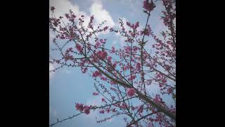 今日の梅！桃！桜！です