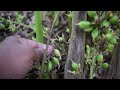 ഏലം കൃഷി കണ്ടട്ടുണ്ടോ cardamom cultivation eelam krishi elam tottam malayalam