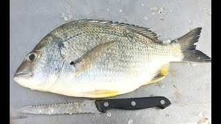 Catching and cleaning a meal of whiting, brim and spotted grunter