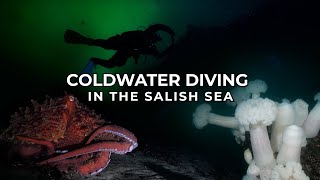 Coldwater Diving in the Salish Sea | 4K Underwater Video