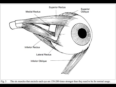 Why the Eye Exercises could cure your Myopia? Why the Eye Exercises could cure your Myopia?