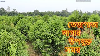 তেজপাতা লাগার সময় এবং  চাষ পদ্ধতি