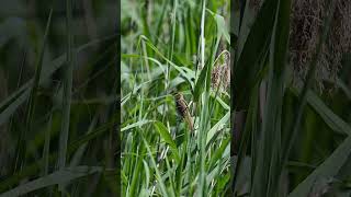 Reed Warbler filmed in slow motion at Ladywalk Nature Reserve Coleshill Warwickshire