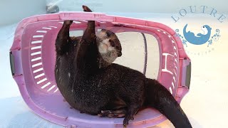 How To Please Otter Odashi