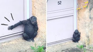 ドアを叩く赤ちゃんゴリラスモモ🦍移動したがっている？ | 上野動物園 gorilla ゴリラ