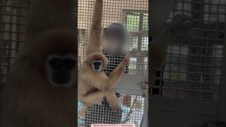 シロちゃんと担当飼育員さんの絆✨3年半の担当ありがとうございました✨ Gibbon Shiromaty and keeper's bond #シロマティー #テナガザル