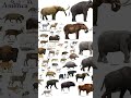 what really killed the woolly mammoths