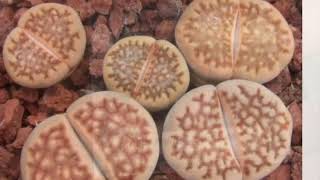 Unboxing Some Seeds from Oz Lithops