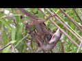 brown anoles fighting