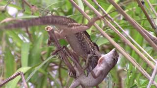 Brown Anoles Fighting