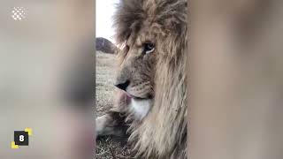 Scary close encounters with big cats! | Lion Encounters Compilation