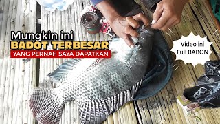 PESCA TILÁPIA GIGANTE YG TINGGAL D PULAU ASTAP JATILUHUR- MUNGKIN USIA NYA SDH CUKUP TUA-  BIG FISH