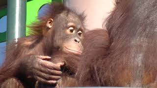 🎶①お兄ちゃんと一緒なら、森花。I'm relieved because my brother is always with me. Moka. オランウータン Orangutan