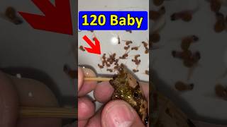 Living goby gave birth to 120 baby fish 🥰🐳❤️#fish #fishvideo